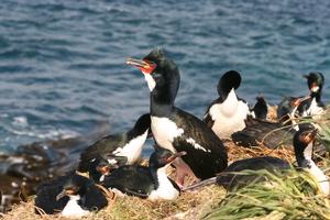 Auckland Island Shags